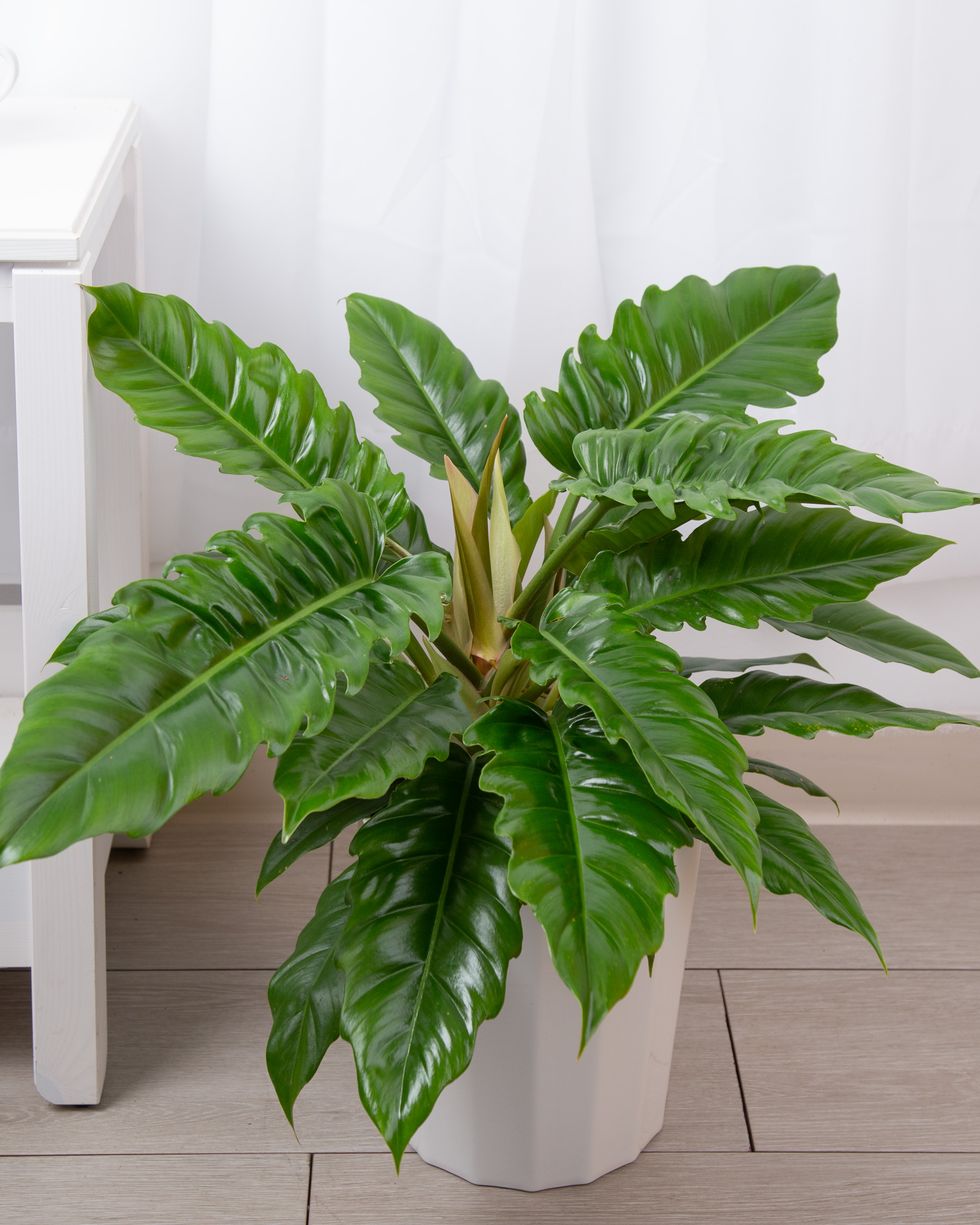 most popular philodendron types costa farms narrow tiger philodendron