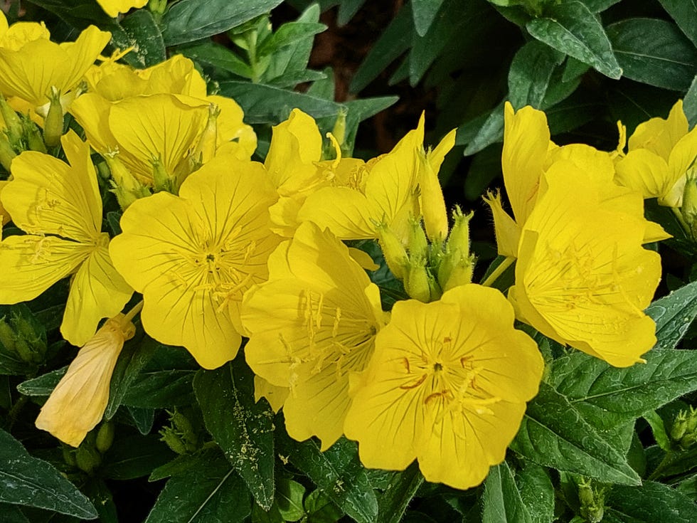 Narrow Leaf Evening Primrose