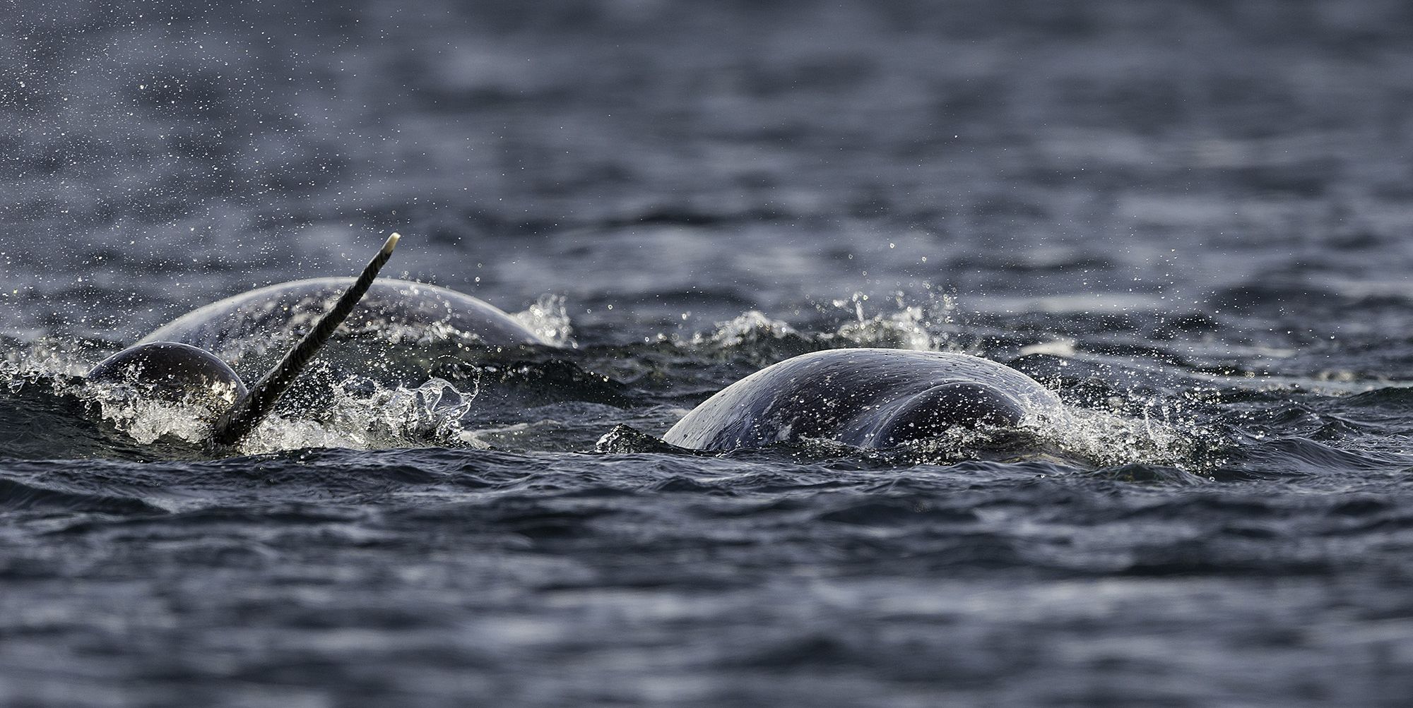 Close up view of a pod of narwhals feeding on the surface with one male showing off it's tusk, Baffin Island, Canada.