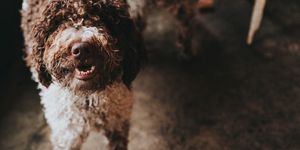 Dog, Mammal, Canidae, Spanish water dog, Dog breed, Lagotto romagnolo, Sporting Group, Barbet, Carnivore, Portuguese water dog, 