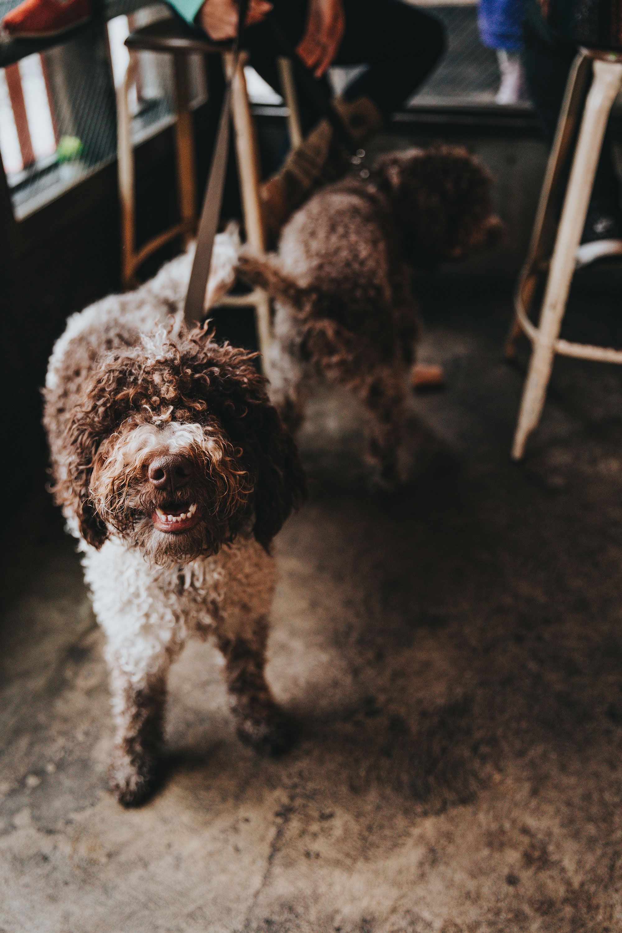 Dog, Mammal, Canidae, Spanish water dog, Dog breed, Lagotto romagnolo, Sporting Group, Barbet, Carnivore, Portuguese water dog, 