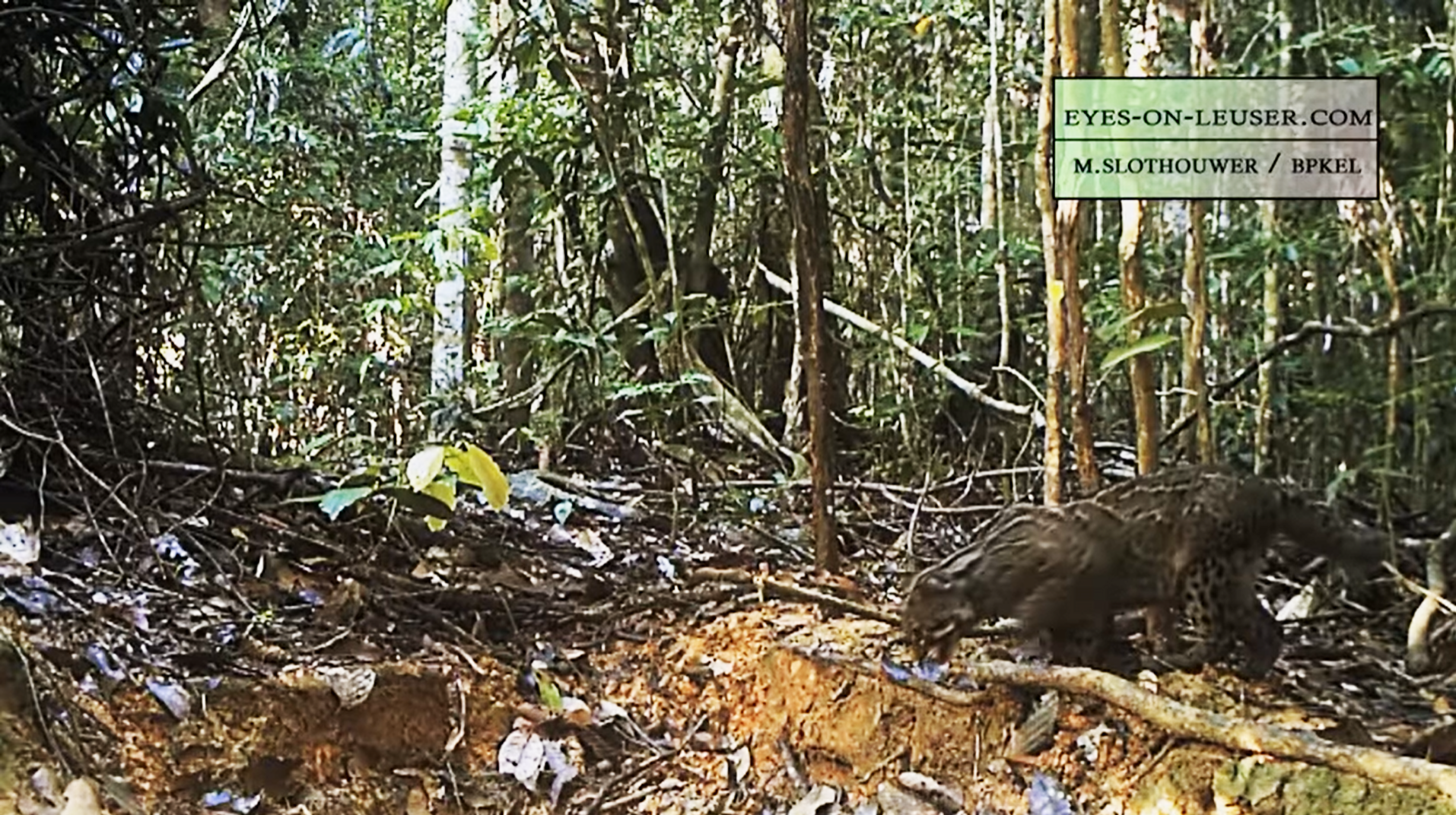 Il video incredibile del rarissimo gatto marmorizzato