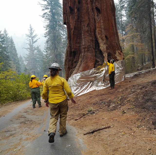 sequoia climate fire california