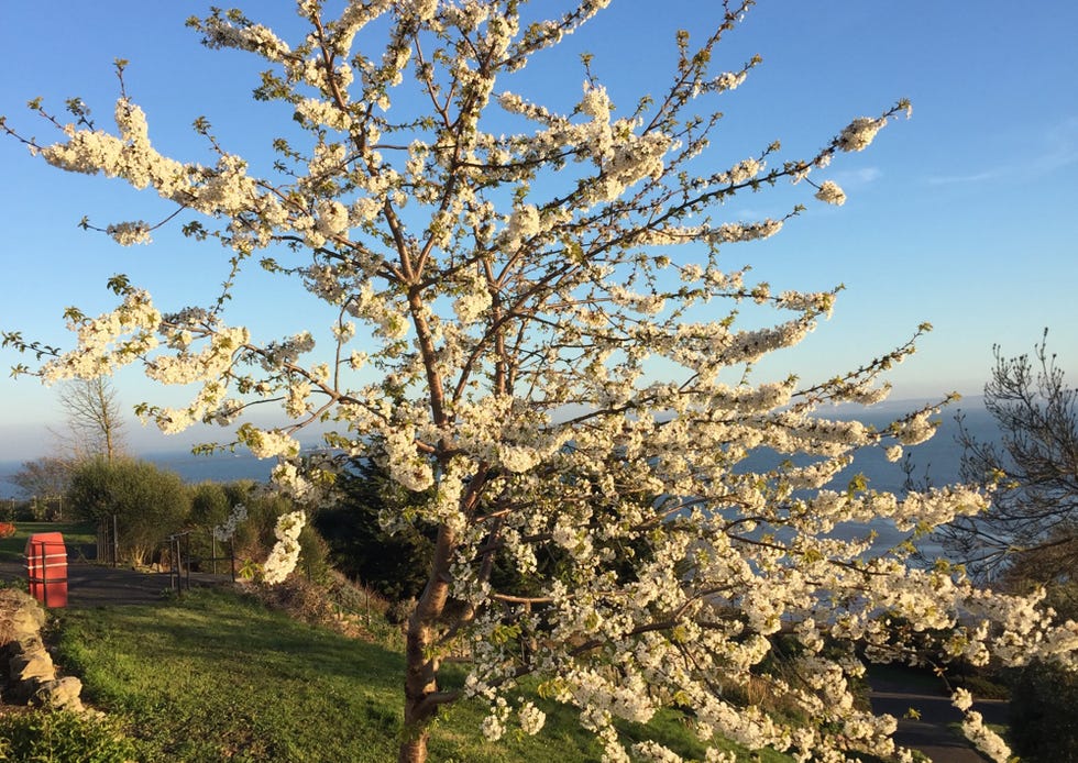 national trust blossomwatch
