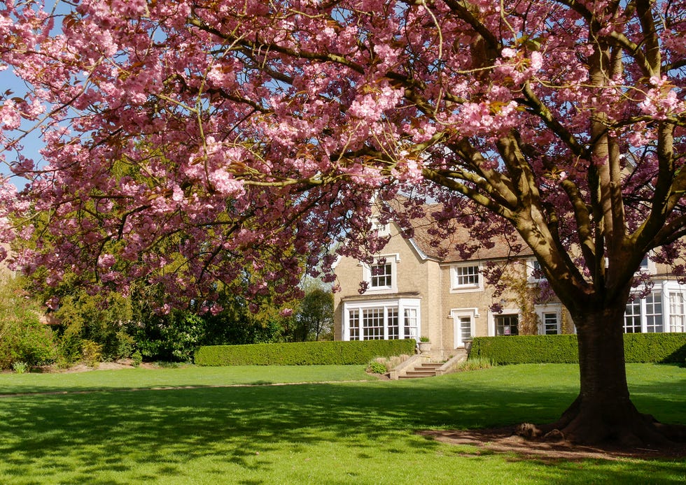 national trust blossomwatch