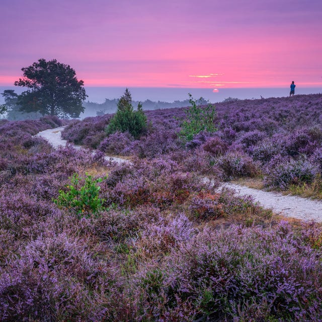 De heide van Nationaal Park Sallandse Heuvelrug in bloei