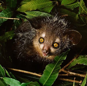Waarom is het leven op Madagaskar zo uniek? waarom is het leven op madagaskar zo uniek