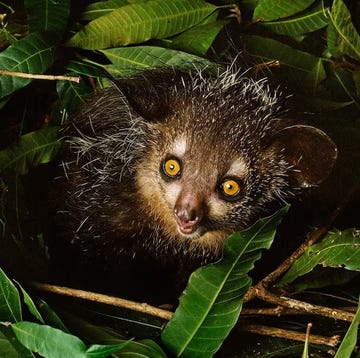 waarom is het leven op madagaskar zo uniek