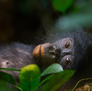 een bonobo