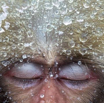 een foto van een japanse makaak