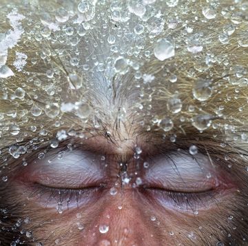 een foto van een japanse makaak