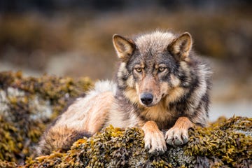 een wolf kijkt in de camera
