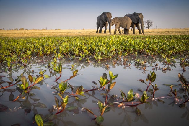 savanneolifanten in de okavangodelta in botswana