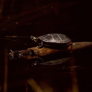 schildpad nachtbaden maanlicht mysterie