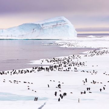 de kolonie marcheert over dundee island in de weddellzee, ten oosten van het antarctisch schiereiland