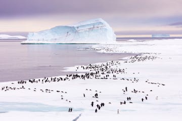 de kolonie marcheert over dundee island in de weddellzee, ten oosten van het antarctisch schiereiland