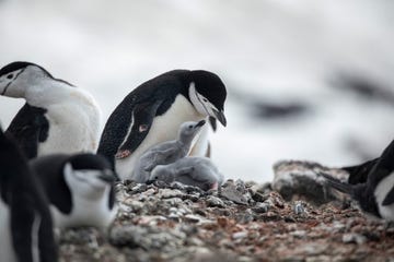 het leven van nestelende kinbandpinguins op de zuidpool is pittig