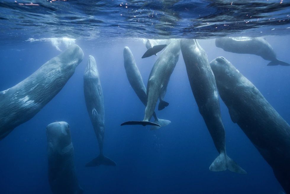 I cuccioli di balena nuotano intorno all'isola di São Miguel nelle Azzorre