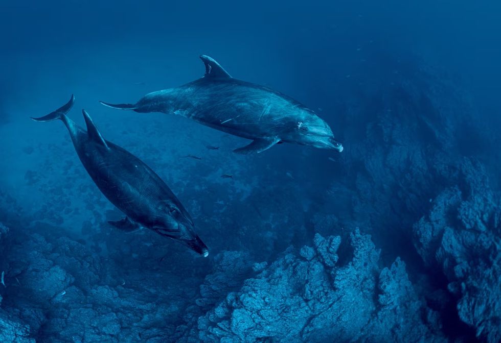 Delfini nel Parco Nazionale di Revillajegedo