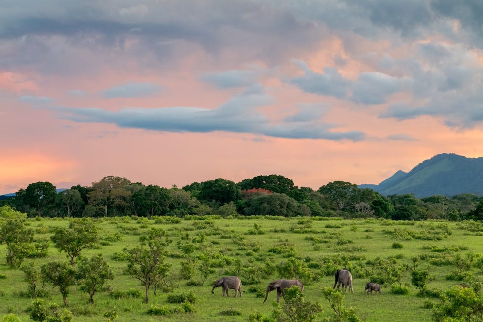 elephants grazing in a field