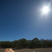Een baardagaam ligt te zonnen op een boomstam in de Adelaide Hills van ZuidAustrali Baardagamen zijn vermaarde zonaanbidders Wanneer ze het te warm krijgen openen ze hun bek om weer af te koelen