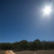 Lizard_Sunning Een baardagaam ligt te zonnen op een boomstam in de Adelaide Hills van ZuidAustrali Baardagamen zijn vermaarde zonaanbidders Wanneer ze het te warm krijgen openen ze hun bek om weer af te koelen
