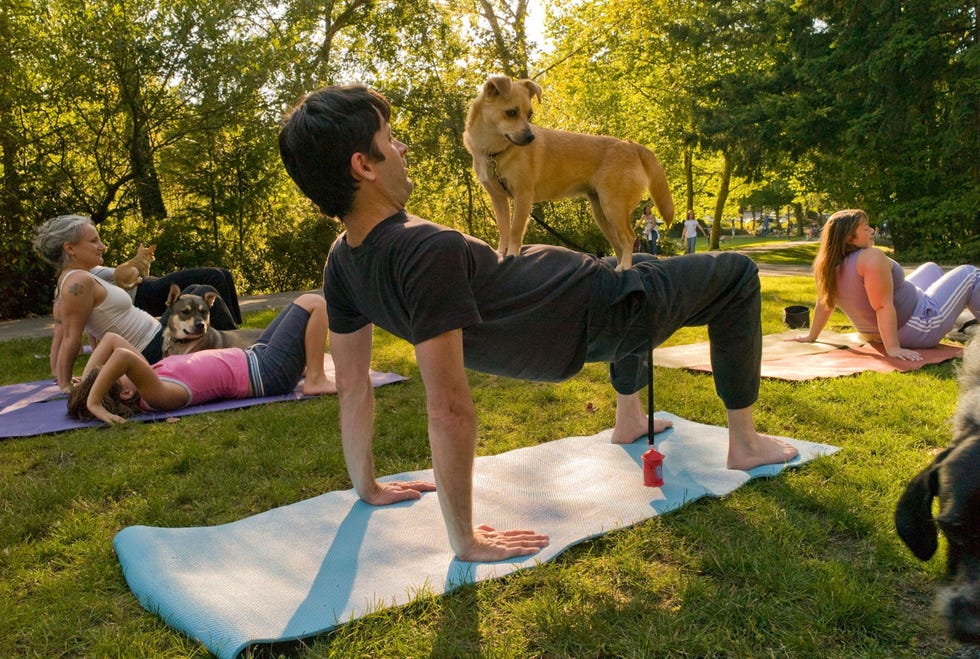 Vergeet geitenyoga de nieuwste trend is om samen met je viervoeter de downward dog te doen