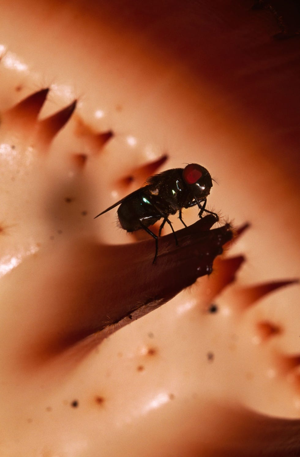 Bromvliegen bestuiven een Rafflesiabloem de insecten behoren tot de weinige dieren die door de stinkende plant worden aangetrokken