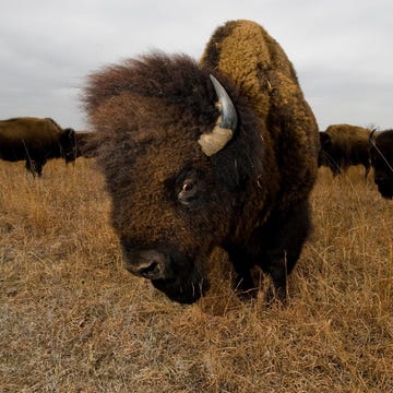 NationalGeographic_1373727 Wilde Amerikaanse bizons staan in het Maxwell State Game Preserve in Canton Kansas Kansas staat bekend om zijn tallgrassprairie een bedreigd ecosysteem