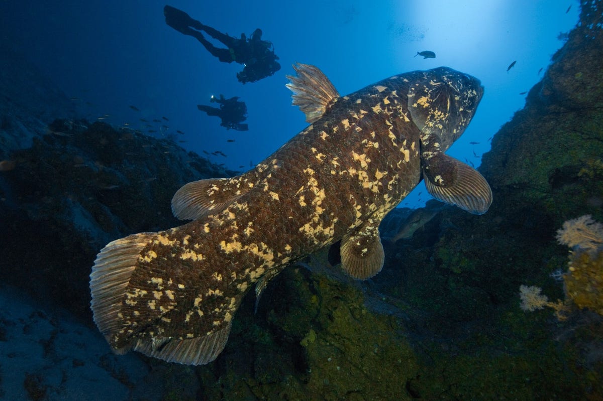 Een coelacant zwemt in de Sodwanabaai in ZuidAfrika Lange tijd werd gedacht dat deze diepzeevis was uitgestorven totdat de soort in 1938 bij toeval werd herontdekt
