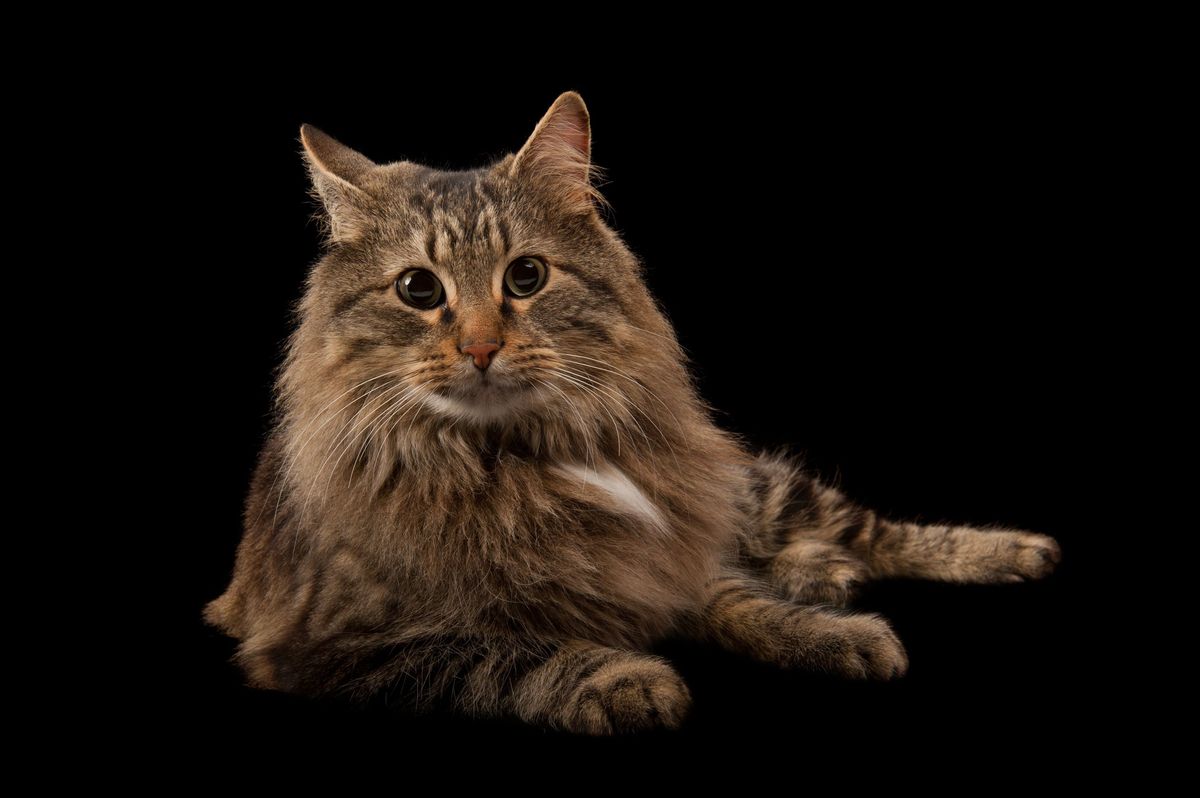 Een in een studio gemaakte portretfoto van huiskat Rocket