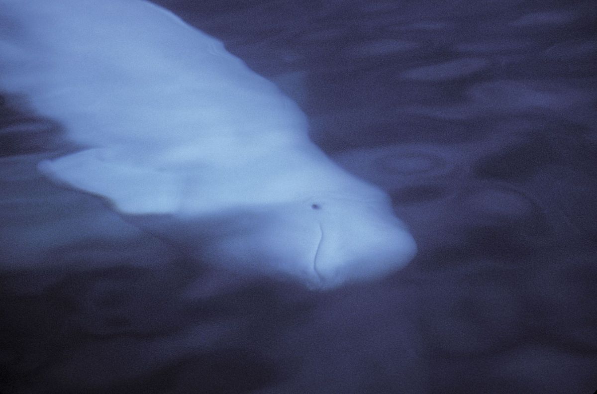 Een beloega zwemt rond in de Hudsonbaai in de Canadese provincie Manitoba Canada heeft onlangs de regelgeving rond zeezoogdieren aangepast wat inhoudt dat boten verder van de walvissen verwijderd moeten blijven