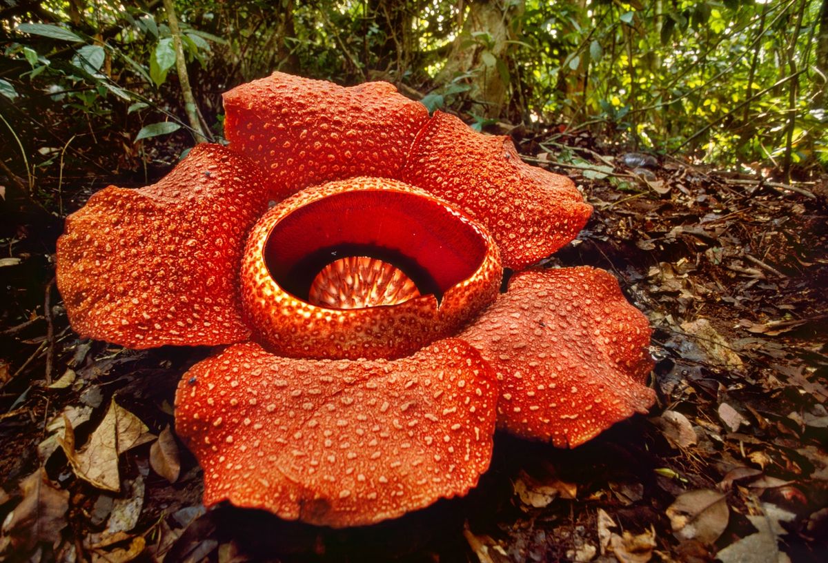 De Rafflesiaplant is buiten zijn inheemse verspreidingsgebied in het tropische regenwoud zeer moeilijk te kweken waardoor hij kwetsbaar is voor uitsterving