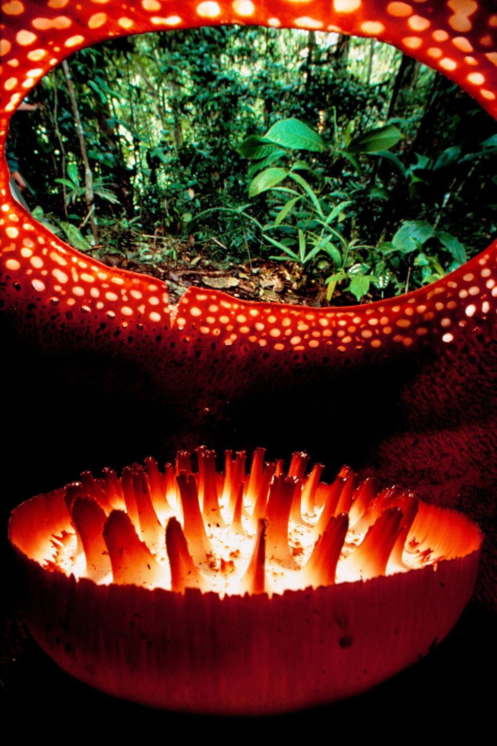 binnenzijde van een Rafflesiabloem