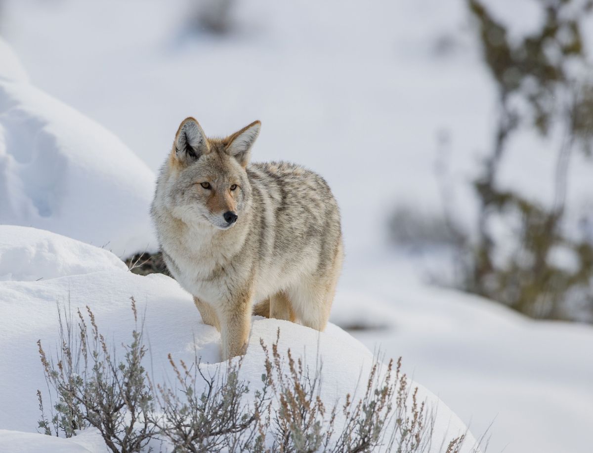 Een coyote staat oplettend in de diepe sneeuw Deze sluwe roofdieren proberen nogal eens een prooi te stelen die door een poema werd gevangen  en lopen daarbij een aanzienlijk risico