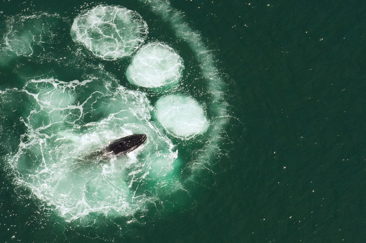Een bultrug voedt zich in de wateren bij Cape Cod Bij de jachttechniek bubblenet feeding werken walvissen samen om hun prooi te desorinteren door in een spiraal rond een school vissen bellen te blazen Deze ring van bubbels dwingt de vissen naar de oppervlakte waar andere bultruggen wachten om ze op te slokken