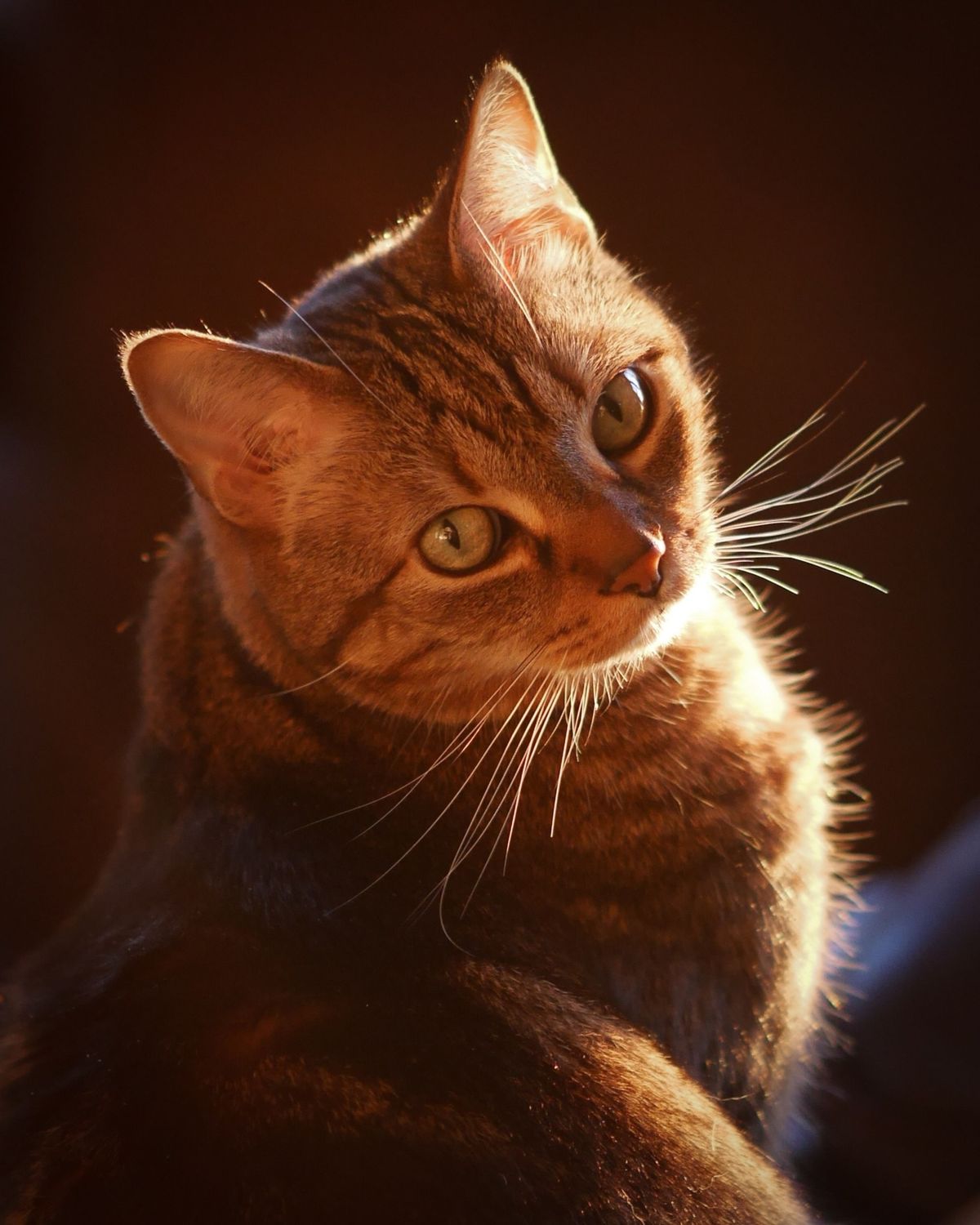 Onder de bijna zestig miljoen huiskatten in de VS is de klassiek gestreepte cyperse kat een van de populairste variteiten