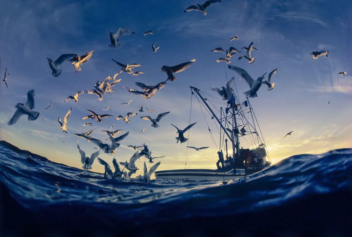 Achter een vissersboot in de Golf van Alaska stort een zwerm zeevogels zich op visafval