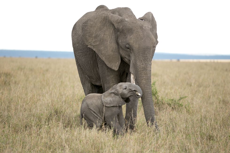 In Kenia probeert een pasgeboren olifantje aan de slagtand van haar moeder te gaan hangen