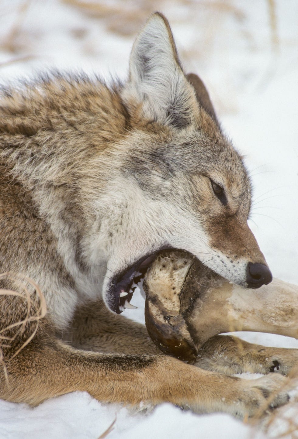 A coyote chews on a large animal bone in this case a bison femur in Yellowstone National Park Scavenging or stealing prey caught by larger predators helps coyotes survive