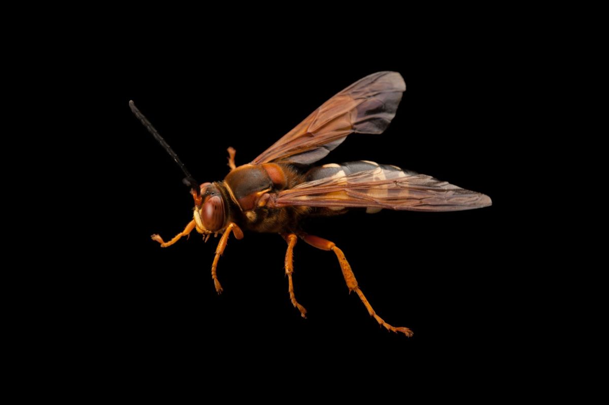Oostelijke cicada killerwespen zijn groot en kleurig maar vormen geen gevaar voor mensen
