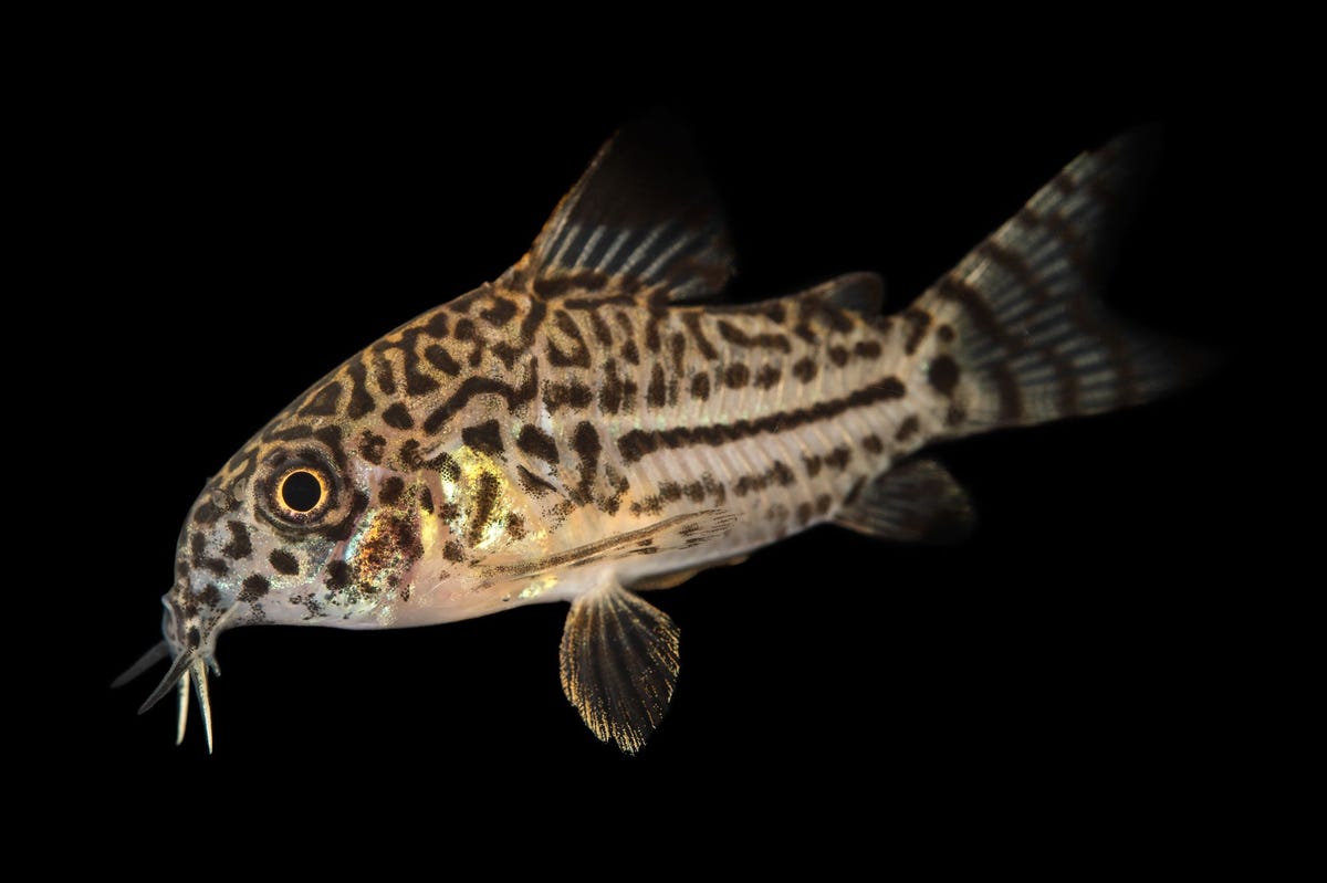 De Corydora trilineatus een soort pantsermeerval heeft supersterke schubben waarmee hij aanvallen van roofdieren met messcherpe tanden kan weerstaan