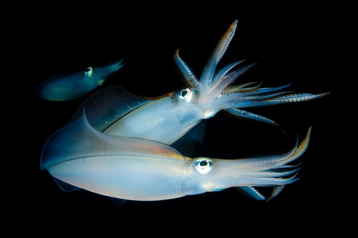 Een inktvispaar van de soort Sepioteuthis lessoniana houdt de wacht bij eitjes langs een boeilijn in Straat Lembeh in Indonesi