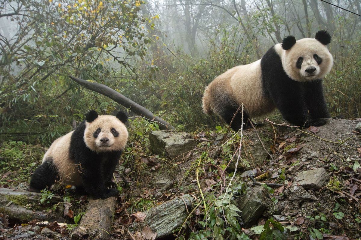 In het Nationale Natuurreservaat van Wolong in de provincie Sichuan onderzoeken een reuzenpanda en haar welp hun verblijf in het Chinese Conserverings en Onderzoekscentrum voor Reuzenpandas