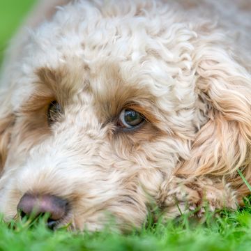 Geheugenverlies en cognitieve achteruitgang komen regelmatig voor bij oudere honden maar sommige dieren ontwikkelen een ernstiger aandoening die CCD canine cognitive dysfunction wordt genoemd