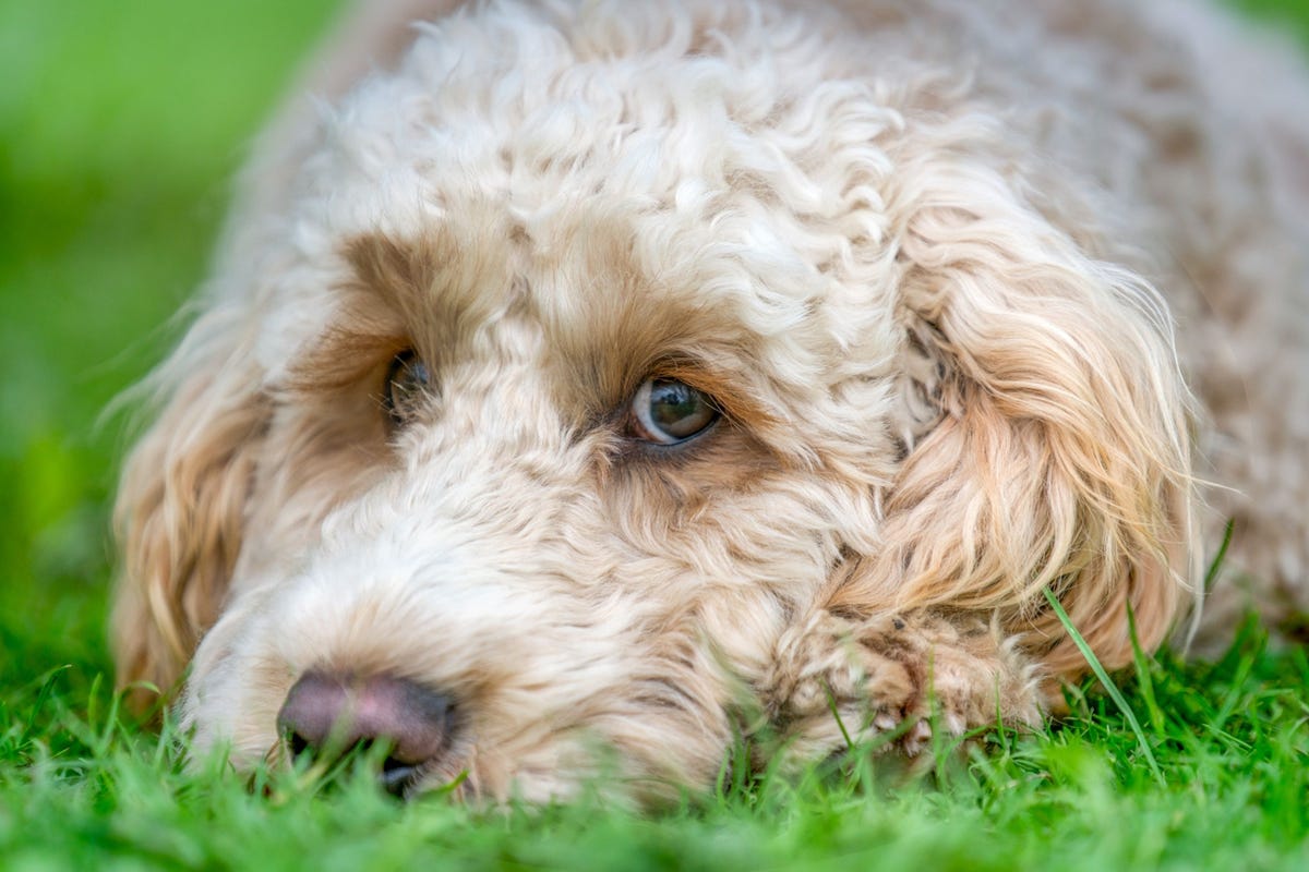 Geheugenverlies en cognitieve achteruitgang komen regelmatig voor bij oudere honden maar sommige dieren ontwikkelen een ernstiger aandoening die CCD canine cognitive dysfunction wordt genoemd