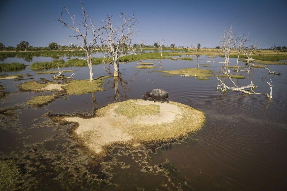 In het natuurreservaat Moremi Game Reserve in Botswana aan de oostzijde van de Okavangodelta leven talrijke dierensoorten zoals nijlpaarden olifanten leeuwen giraffen en de bedreigde Afrikaanse wilde honden ReconAfrica heeft vergunningen om in Namibi en Botswana boringen te doen in de waterscheiding van de ruim 18000 vierkante kilometer grote delta een landschap dat volgens UNESCO van buitengewone waarde is voor de mensheid