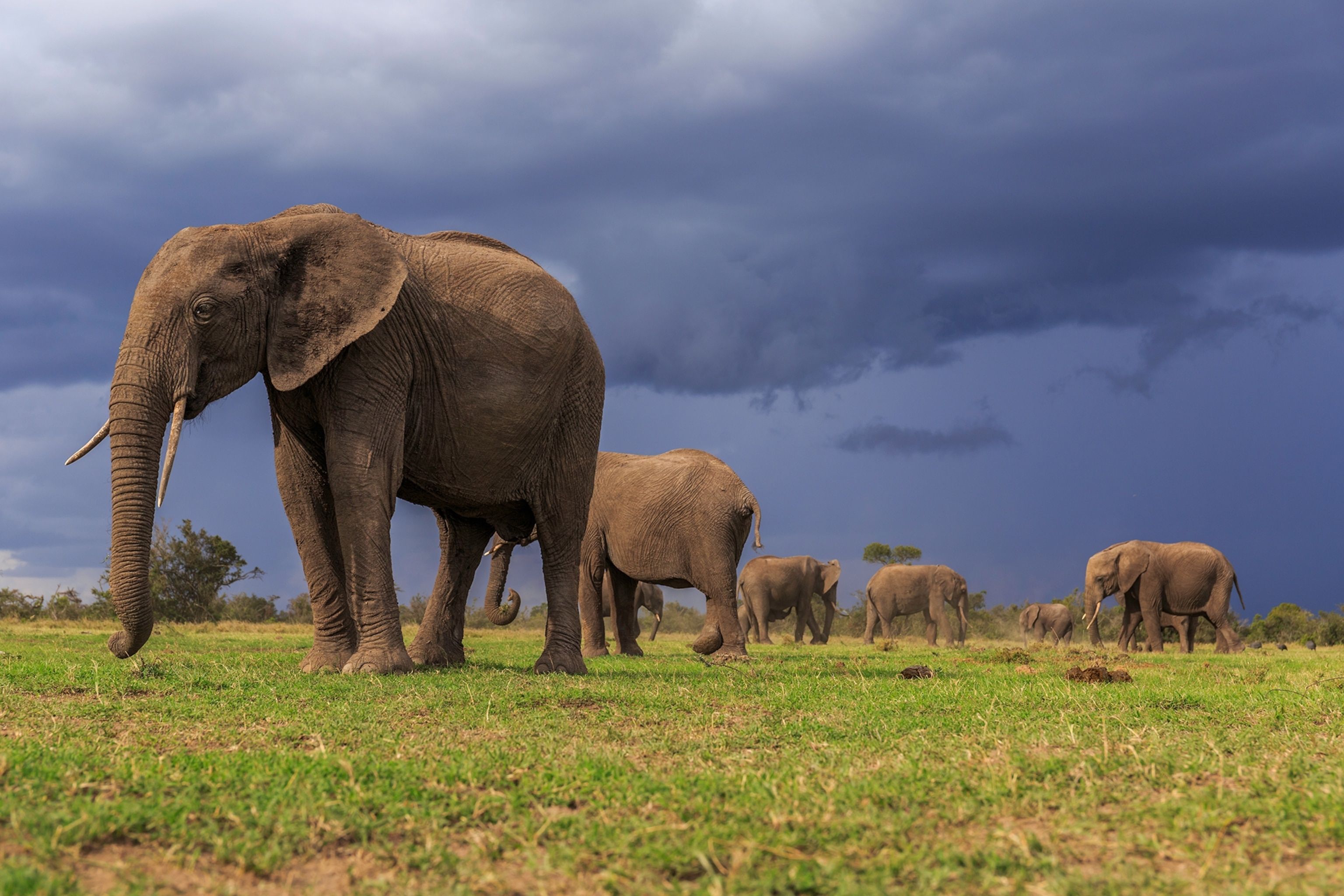 rijk redactioneel Opname Beide Afrikaanse olifantensoorten nu met uitsterving bedreigd