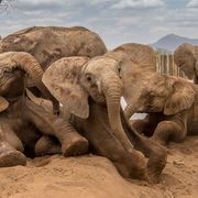 Olifantenweesjes komen bijeen bij een drenkplaats in het Reteti Elephant Sanctuary in het noorden van Kenia Uit nieuw onderzoek blijkt dat olifantenweesjes die met leeftijdgenootjes optrekken een lager gehalte aan stresshormonen hebben dan jonge olifanten zonder zulke leeftijdgenoten