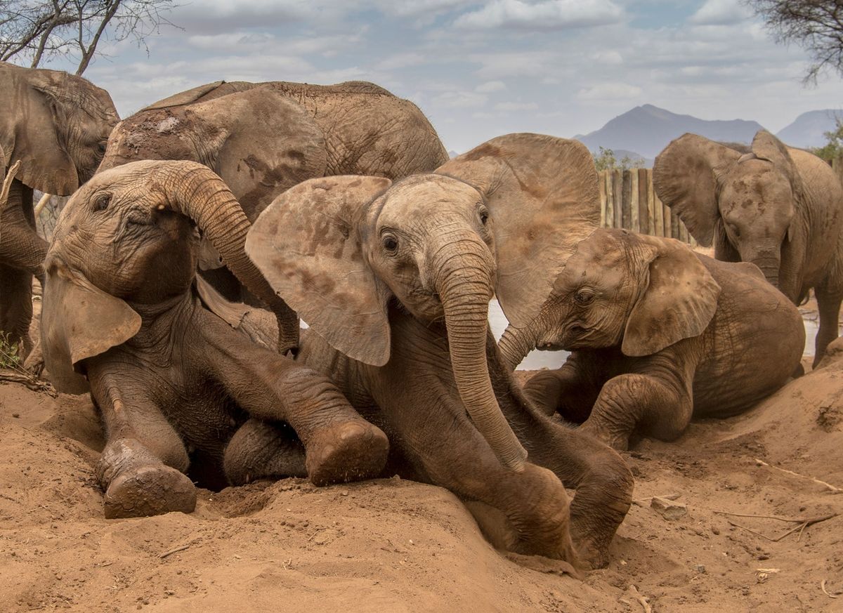 Olifantenweesjes komen bijeen bij een drenkplaats in het Reteti Elephant Sanctuary in het noorden van Kenia Uit nieuw onderzoek blijkt dat olifantenweesjes die met leeftijdgenootjes optrekken een lager gehalte aan stresshormonen hebben dan jonge olifanten zonder zulke leeftijdgenoten